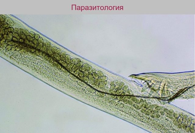 Морфология нематод: половая бурса самца при копуляции